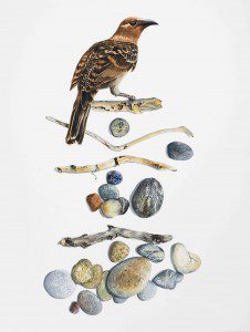 'I collect to impress the girls' Greater Bowerbird Sticks and Stones  46 x 62 cm watercolour