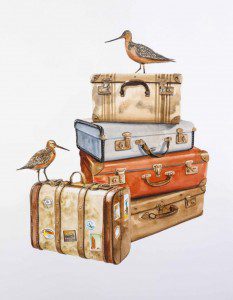 Travel-is-our-life-and-we-love-these-so-much-Bartailed-Godwit-Vintage-Suitcases-2015-46-x-61-cm-watercolour