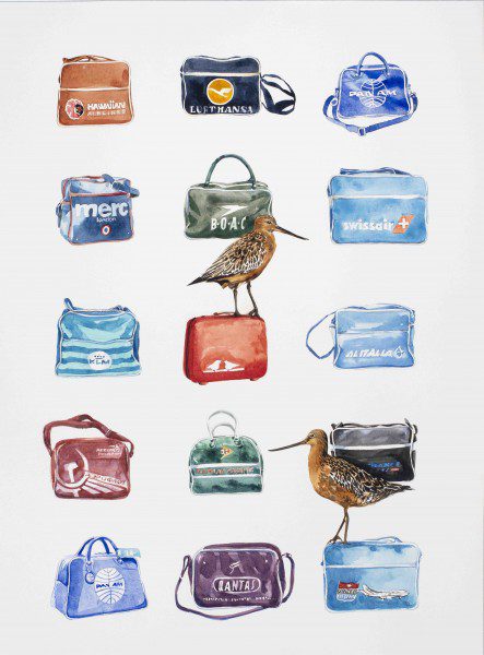 'We travel a lot so collecting these made sense' Bartailed Godwit Vintage Airline bags 46 x 61 cm watercolour 